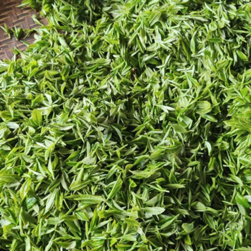 普洱茶批发行业动态:市场新机遇